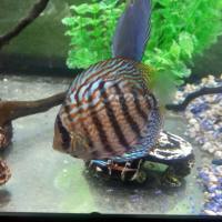 REGALO SOLO RAGAZZE MAGGIORENNI E DONNE  I MIEI BELLISSIMI PESCI DISCUS VALORE STIMATO 500 EURO  