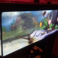 OFFRO REGALO ACQUARIO JUWEL 450 LITRI TUTTO ARREDATO CON 5  PESCI DUSCUS  ADULTI  A RAGAZZA  MAGGIORENNE/DONNA DI ROMA 